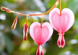 hearts flowers
