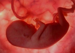 baby-in-womb