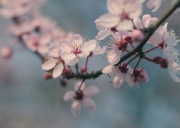 branch-769439_1280