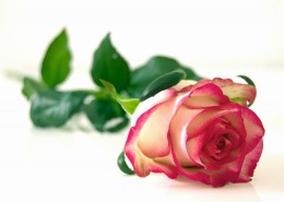 rose-301406_1920