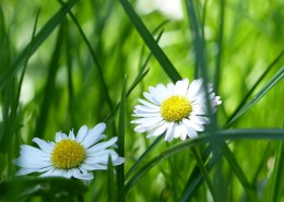 daisy-747405_1280