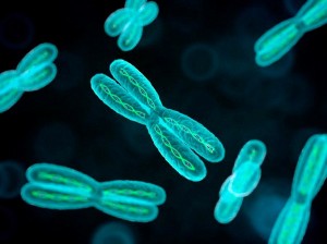 Vsaka celica v telesu običajno vsebuje 23 parov kromosomov - od katerih zadnji par določa spol. Lahko pa se zgodi, da imajo nekatere celice več kopij kromosomov, kar lahko vodi v razvojne nepravilnosti.